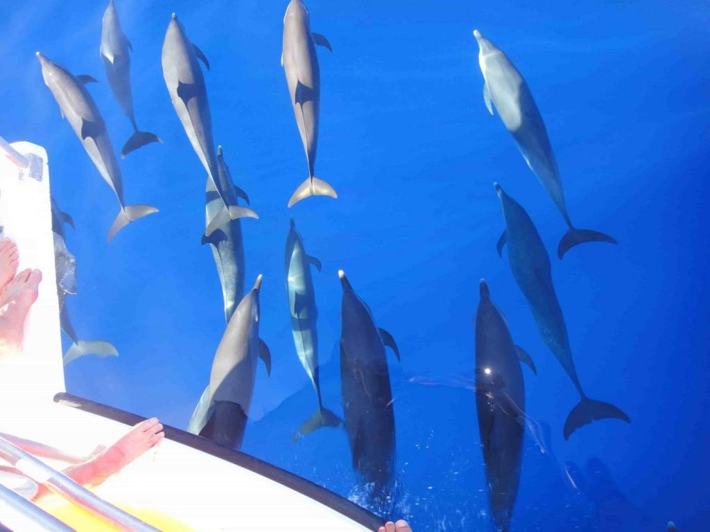 hackshaw-boat-charters-dolphin-min