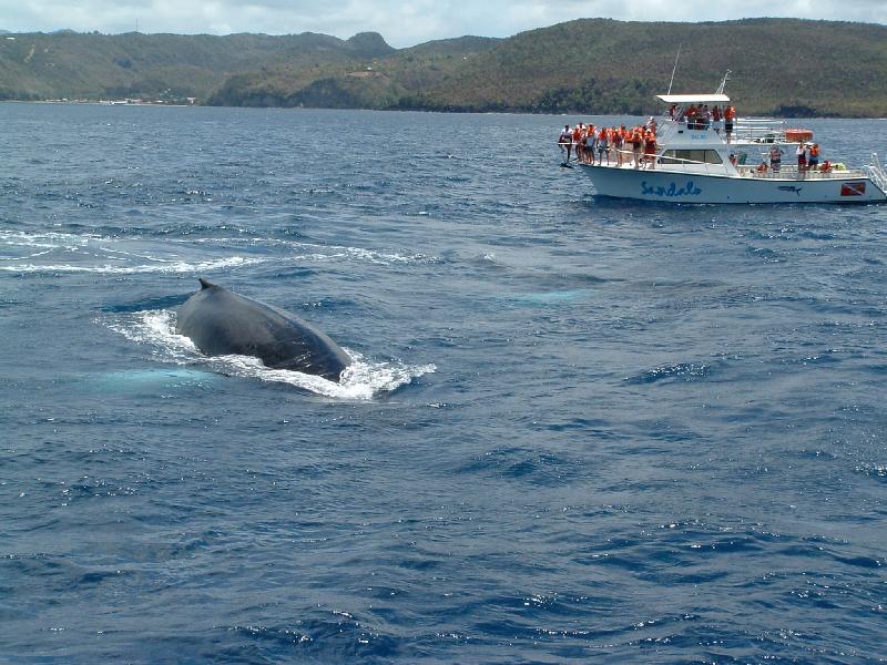 hackshaw-boat-charters-whale-watching
