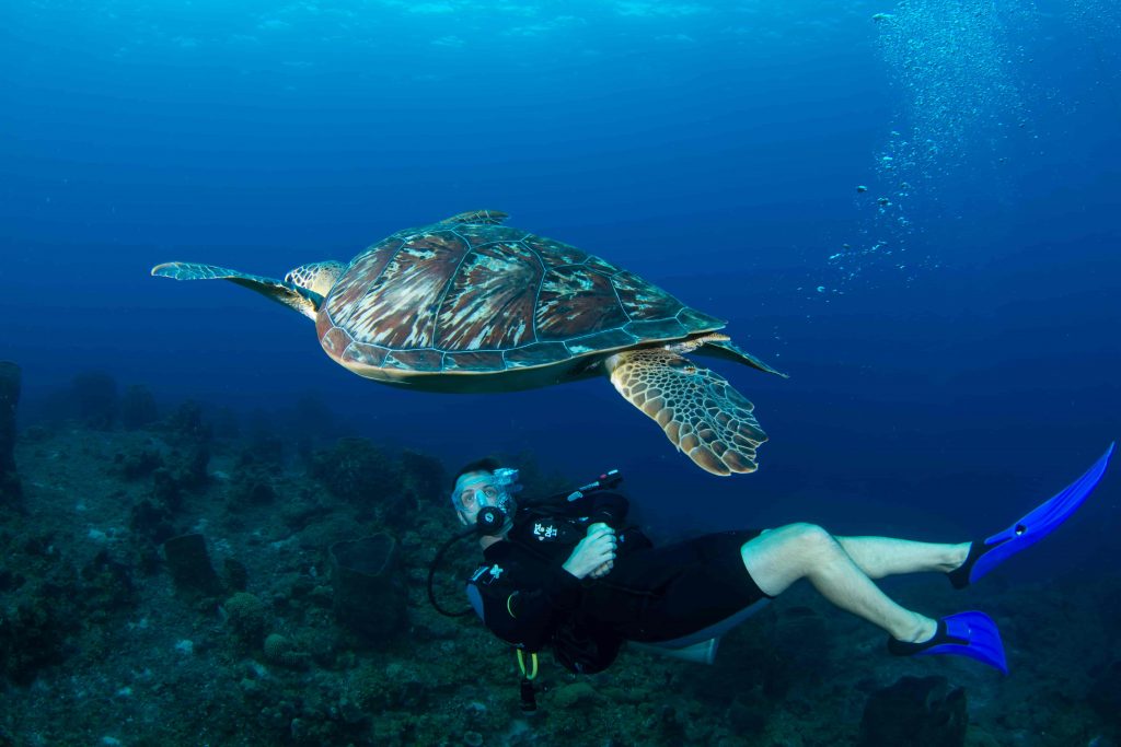 Dive Saint Lucia Diver Diving With Turtle
