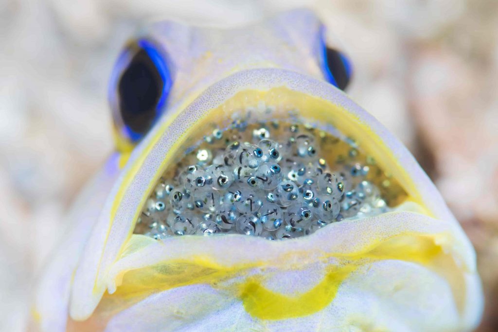 Dive Saint Lucia Fish With Babies Inside It's Mouth