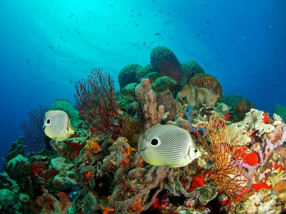 Dive Saint Lucia Under Water Reef With Beautiful Fishes