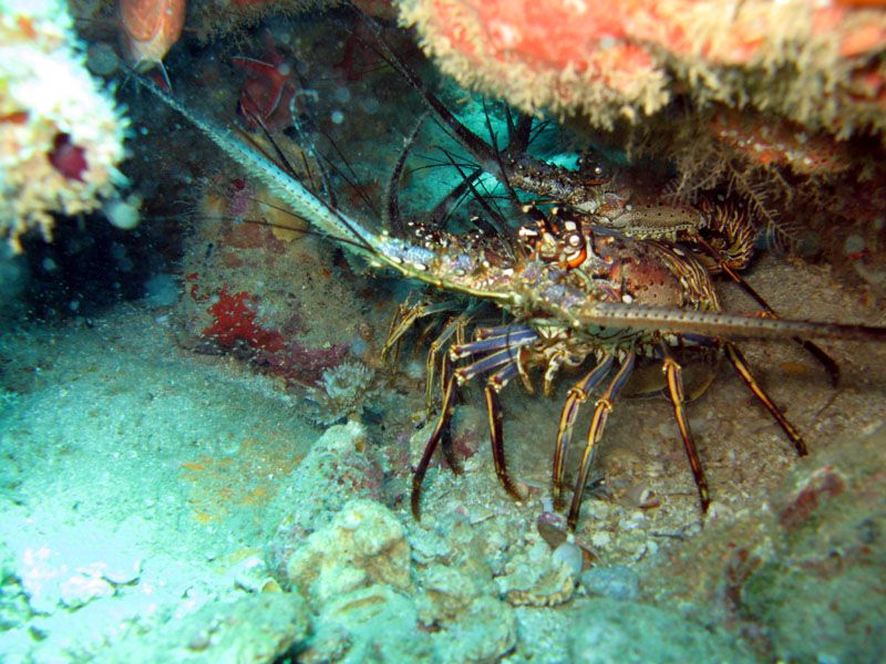 Lobster family