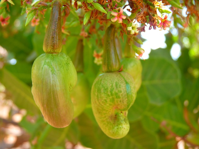 cashew tree fruit