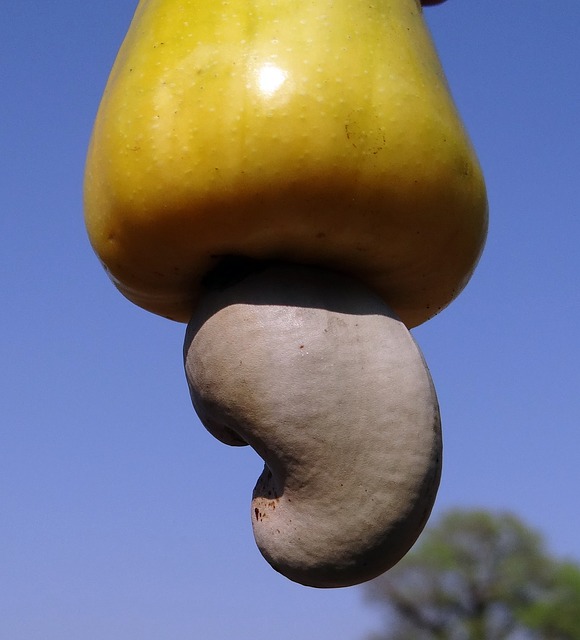 fully matured cashew nut