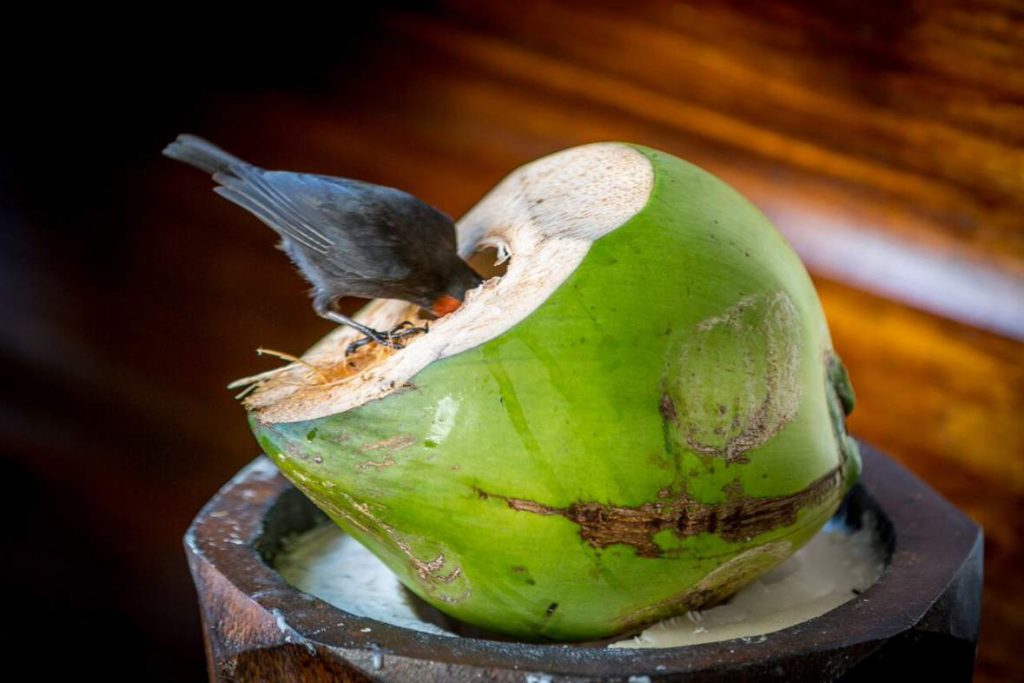 Bird eating out of coconut fond doux estate soufriere