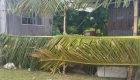 Coconut Branch Stalls