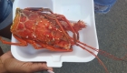 Lobster Head