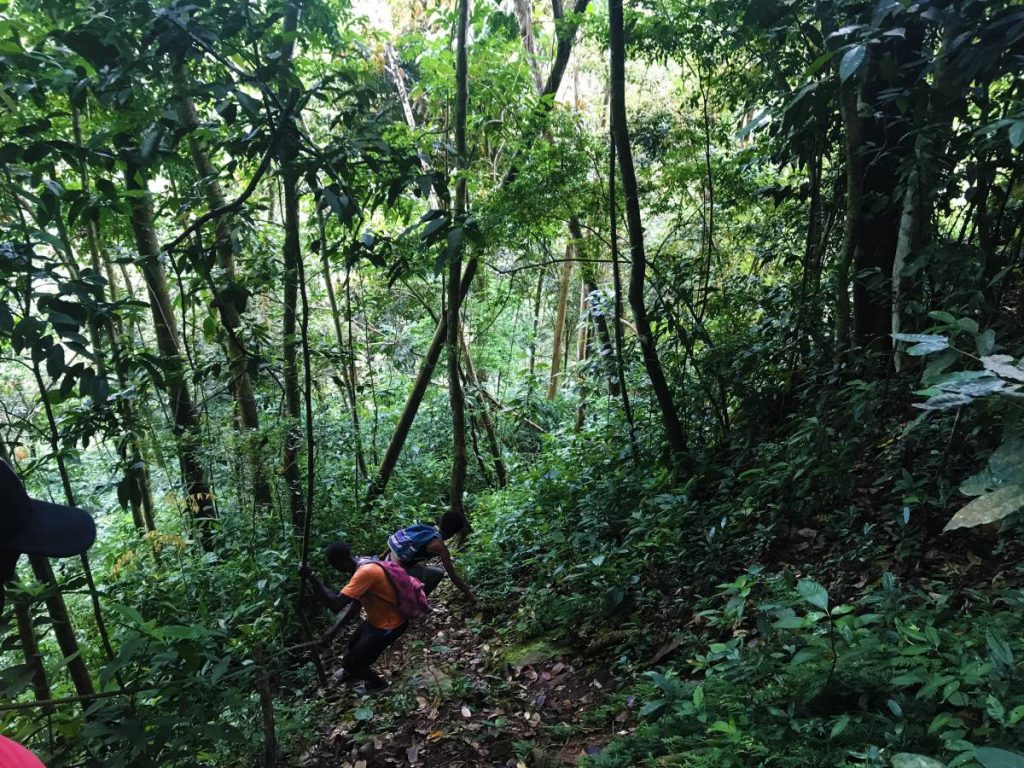 Hiking lush forests in St. Lucia