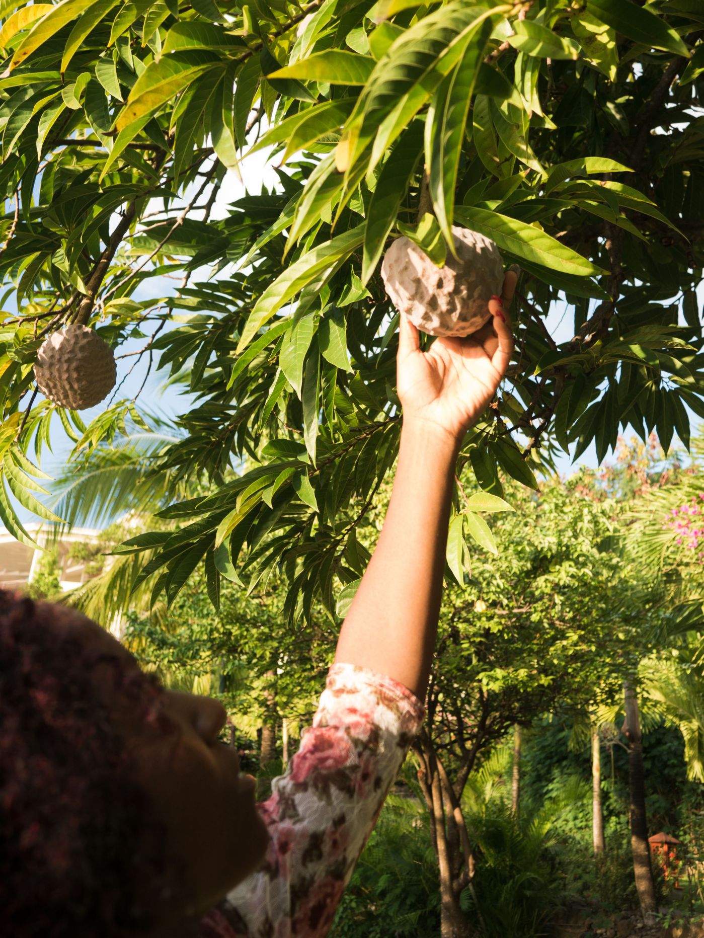 Calabash Cove St. Lucia sugar custard apple